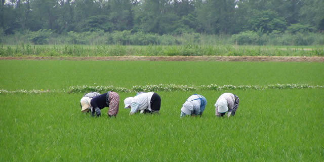 有機米の除草風景